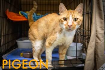 Rescue Domestic Short Hair Cats for Adoption in Greenville, Delaware - Pigeon (FCID# 08/13/2025 - 12 Trainer) | PetCurious