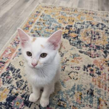 Kiwi -  Domestic Short Hair and Turkish Van Cat for Adoption in Rossville, Georgia - Kiwi | PetCurious