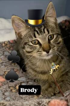 Rescue Domestic Short Hair Cats for Adoption in North Bergen, New Jersey - Brody | PetCurious