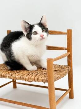Kit Kat -  Domestic Short Hair Cat for Adoption in Bowling Green, Kentucky - Kit Kat | PetCurious