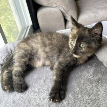 Snapple -  Domestic Short Hair Cat for Adoption in Walker, Michigan - Snapple | PetCurious
