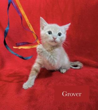 Grover -  Domestic Short Hair Cat for Adoption in Chalfont, Pennsylvania - Grover | PetCurious