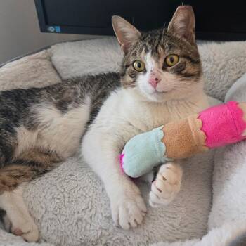 Domestic Short Hair Cats Available for Adoption - Tofutti | PetCurious