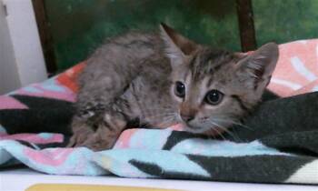 A2098284 -  Domestic Short Hair Cat for Adoption in Houston, Texas - A2098284 | PetCurious