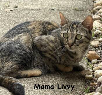 Mama Olivia (Livvy) (Broad St Babies Litter) -  Domestic Short Hair Cat for Adoption in Telford, Pennsylvania - Mama Olivia (Livvy) (Broad St Babies Litter) | PetCurious