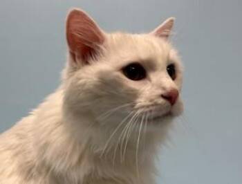 Butters -  Domestic Long Hair and Domestic Short Hair Cat for Adoption in Golden Valley, Minnesota - Butters | PetCurious