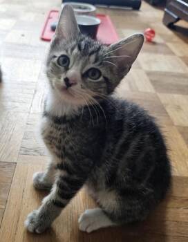 Domestic Short Hair Cats Available for Adoption in Hudson, New Hampshire - Flynn | PetCurious