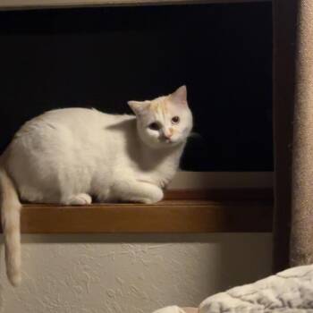 KasperKiitty -  Turkish Van and Ragdoll Cat for Adoption in Rochester, Minnesota - KasperKiitty | PetCurious