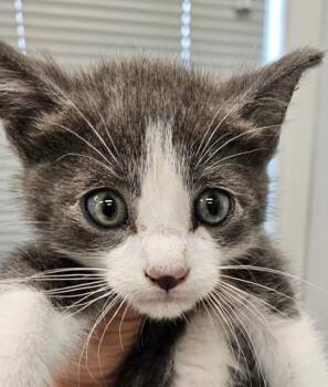 Parr -  Domestic Short Hair Cat for Adoption in Lafayette, Indiana - Parr | PetCurious