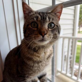 American Shorthair Cats Available for Adoption in Rochester, Minnesota - FOUND -Unk | PetCurious