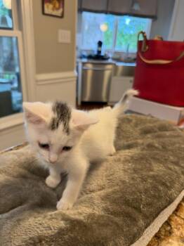 Maple -  Domestic Short Hair Cat Available for Adoption in Mooresville, North Carolina - Maple | PetCurious