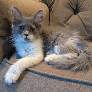 RUBY -  Domestic Short Hair Cat for Adoption in Auburn, California - RUBY | PetCurious