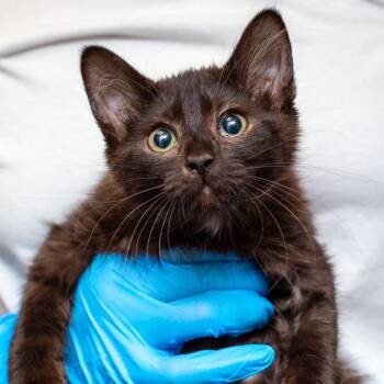 Domestic Long Hair Cats Available for Adoption - Bart | PetCurious