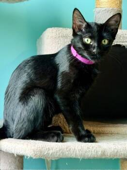 Pirelli -  Domestic Short Hair Cat for Adoption in Cincinnati, Ohio - Pirelli | PetCurious