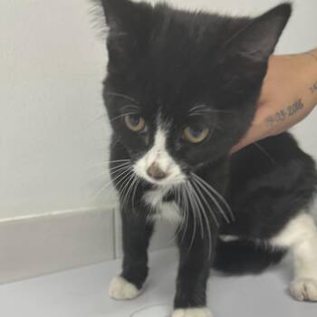 Tracey Lane -  Domestic Medium Hair Cat for Adoption in St. Louis, Missouri - Tracey Lane | PetCurious