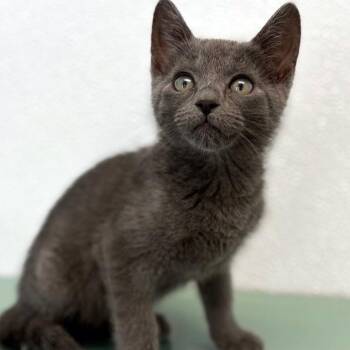 Meta Knight -  Domestic Short Hair Cat for Adoption in Austin, Texas - Meta Knight | PetCurious