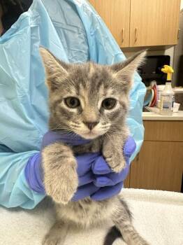 Shaka -  Domestic Short Hair Cat for Adoption in Raleigh, North Carolina - Shaka | PetCurious
