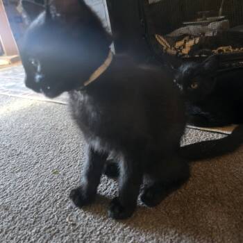 Gremlin (C000-178) - Chino Hills Location -  Domestic Short Hair Cat for Adoption in Chino Hills, California - Gremlin (C000-178) - Chino Hills Location | PetCurious