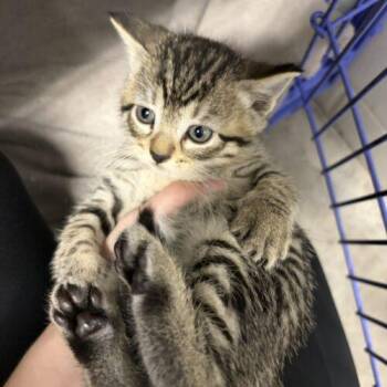 Ella -  Domestic Short Hair Cat for Adoption in Burlington, Iowa - Ella | PetCurious
