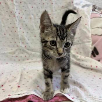 Bay -  Domestic Short Hair Cat for Adoption in Hawthorne, California - Bay | PetCurious