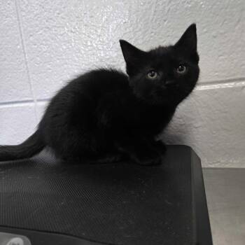 September -  Domestic Short Hair Cat for Adoption in Spruce Pine, North Carolina - September | PetCurious
