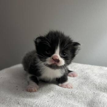 Domestic Short Hair Cats Available for Adoption in South Elgin, Illinois - Fiona | PetCurious