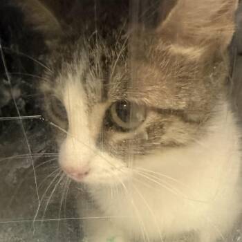Niblet -  Domestic Short Hair Cat for Adoption in Birmingham, Alabama - Niblet | PetCurious