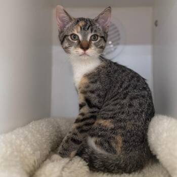 Domestic Short Hair Cats Available for Adoption in Riverside, California - Plum | PetCurious
