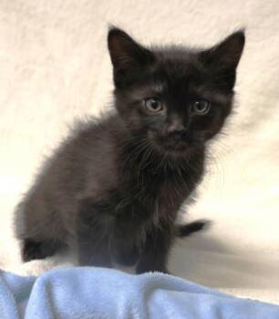 Wallabee -  Domestic Short Hair Cat for Adoption in Thief River Falls, Minnesota - Wallabee | PetCurious