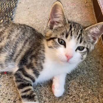 Yoshi -  Domestic Short Hair Cat for Adoption in Sonora, California - Yoshi | PetCurious