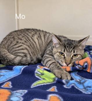 Mo -  Domestic Short Hair Cat for Adoption in Oviedo, Florida - Mo | PetCurious