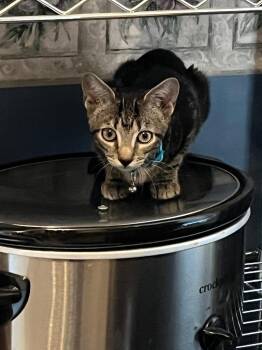 Alveron -  Domestic Short Hair Cat for Adoption in Augusta, Georgia - Alveron | PetCurious