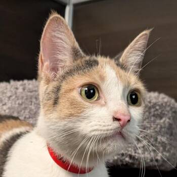 Domestic Short Hair Cats Available for Adoption in Buffalo, New York - Mayberry (May) | PetCurious