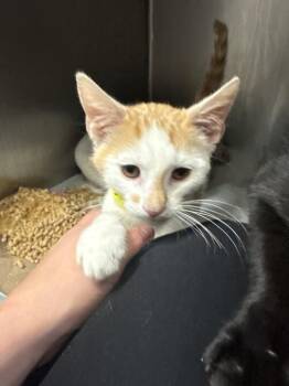 Jasper -  Domestic Short Hair Cat for Adoption in Cincinnati, Ohio - Jasper | PetCurious