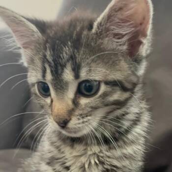 Acorn 21 -  Domestic Short Hair Cat for Adoption in Austin, Texas - Acorn 21 | PetCurious