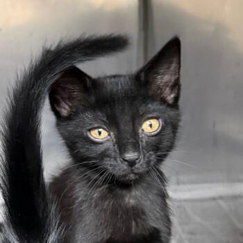 Calliope -  American Shorthair Cat for Adoption in Jacksonville, Arkansas - Calliope | PetCurious