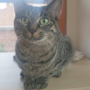 Rescue American Shorthair Cats for Adoption in Union City, New Jersey - Tara | PetCurious