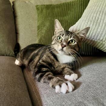 Elsa -  Domestic Short Hair Cat for Adoption in Albany, New York - Elsa | PetCurious