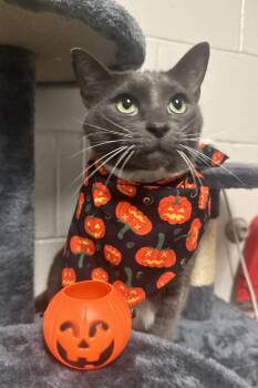 Rescue Domestic Short Hair Cats for Adoption in Blair, Nebraska - Mellow | PetCurious