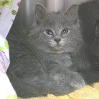 Finland -  Domestic Medium Hair Cat for Adoption in Fort Wayne, Indiana - Finland | PetCurious