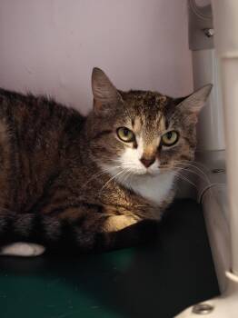 Squirtle -  Domestic Short Hair Cat for Adoption in New Britain, Connecticut - Squirtle | PetCurious
