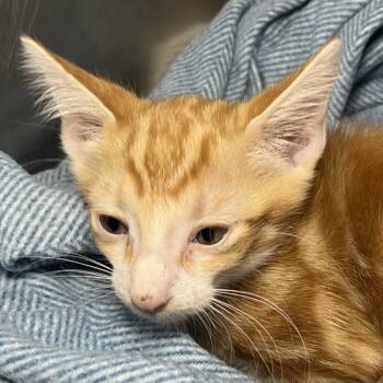 Axl Rose -  Domestic Short Hair Cat for Adoption in Palm Springs, California - Axl Rose | PetCurious