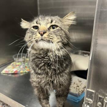 Croft -  Domestic Short Hair Cat for Adoption in Salt Lake City, Utah - Croft | PetCurious