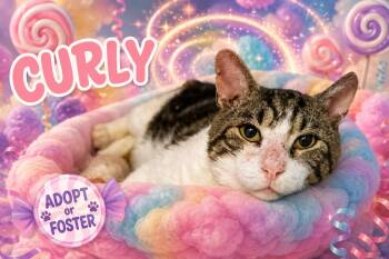 Curly (FCID# 04/29/2026 - 57 Trainer) -  Tabby Cat for Adoption in Greenville, Delaware - Curly (FCID# 04/29/2026 - 57 Trainer) | PetCurious