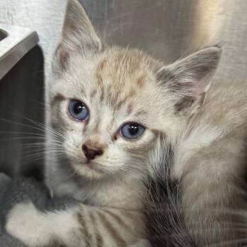 Antelope -  Domestic Short Hair Cat for Adoption in Shinnston, West Virginia - Antelope | PetCurious
