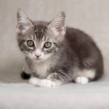 Leon (Maroon) -  Domestic Short Hair Cat for Adoption in Sunnyvale, California - Leon (Maroon) | PetCurious