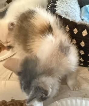 Monica -  Domestic Medium Hair Cat for Adoption in Emporia, Kansas - Monica | PetCurious