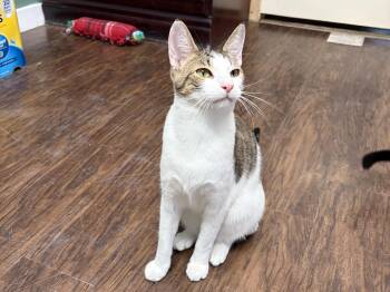 Amos -  American Shorthair Cat for Adoption in Perry, Georgia - Amos | PetCurious