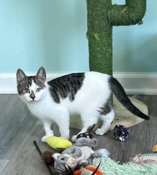 Pirelli -  Domestic Short Hair Cat for Adoption in Syracuse, New York - Pirelli | PetCurious