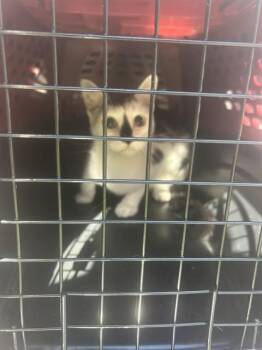 A138889 -  Domestic Short Hair Cat for Adoption in Palmetto, Florida - A138889 | PetCurious